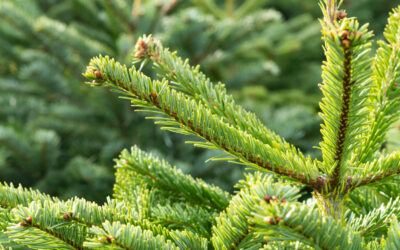 Collecte des sapins : plusieurs solutions s’offrent à vous !