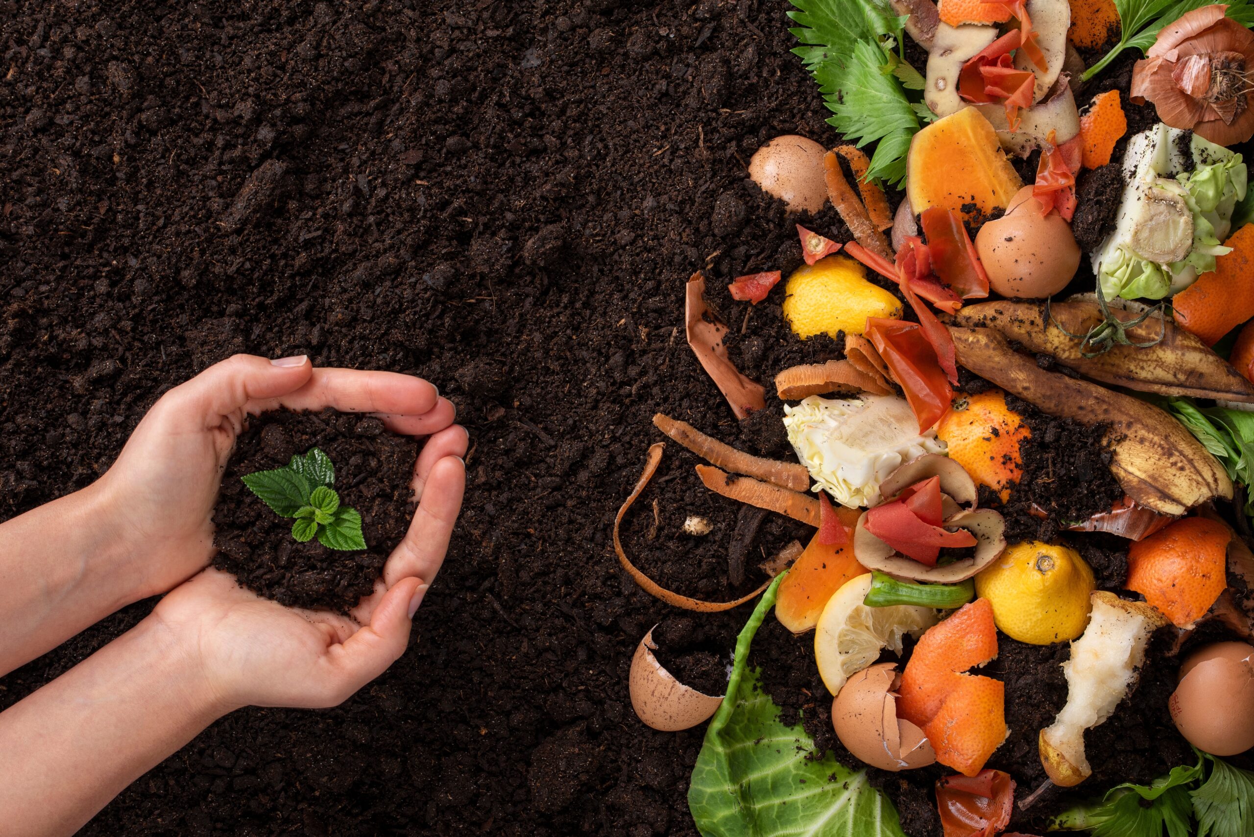 Hands,Holding,And,Caring,A,Green,Young,Plant,,Organic,Waste